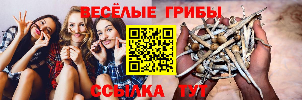 Псилоцибиновые грибы Psilocybe Белгород